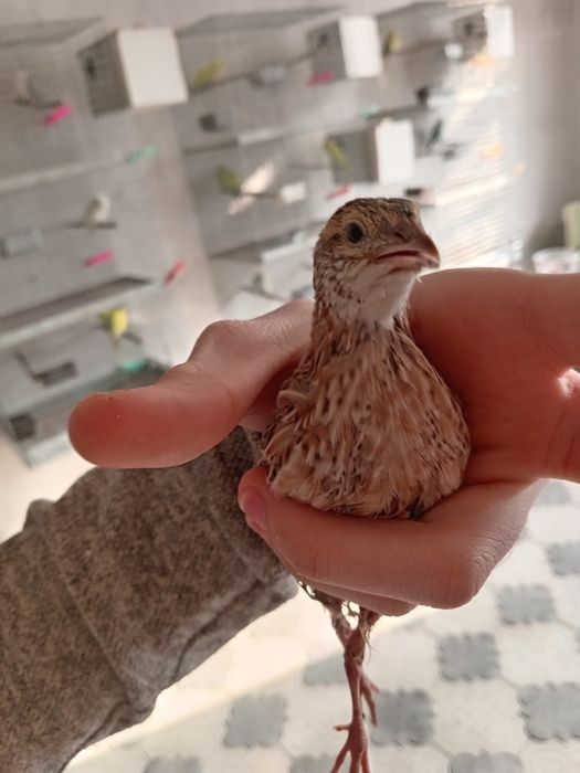 Италияа хуроз ва мокийон сотилади