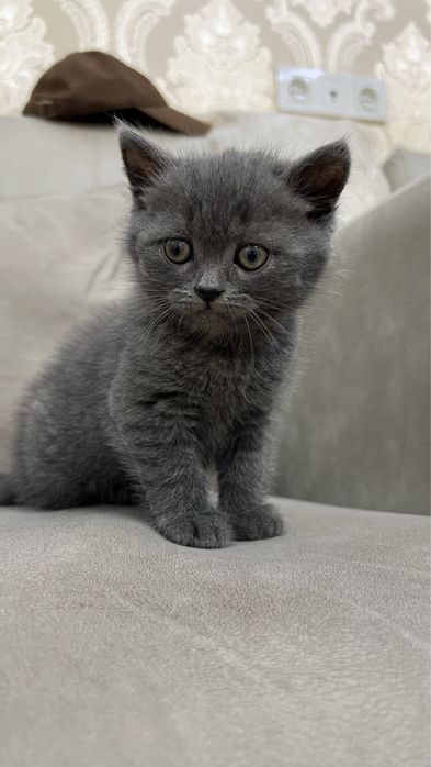 Скотиш страйт