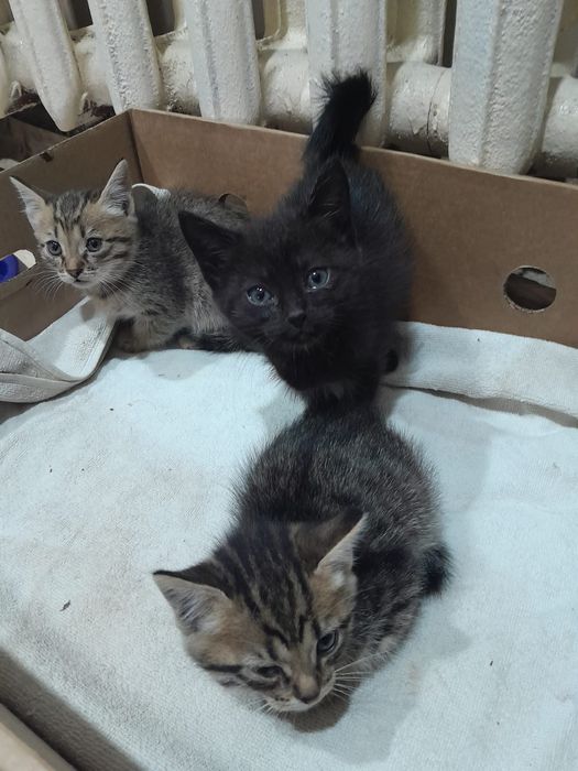 Котята в добрые руки