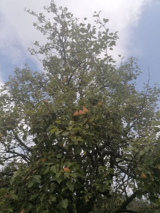 Pere de  tuica cu livrare