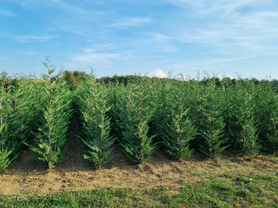 Leylandii 150-200 cm \ Gard viu