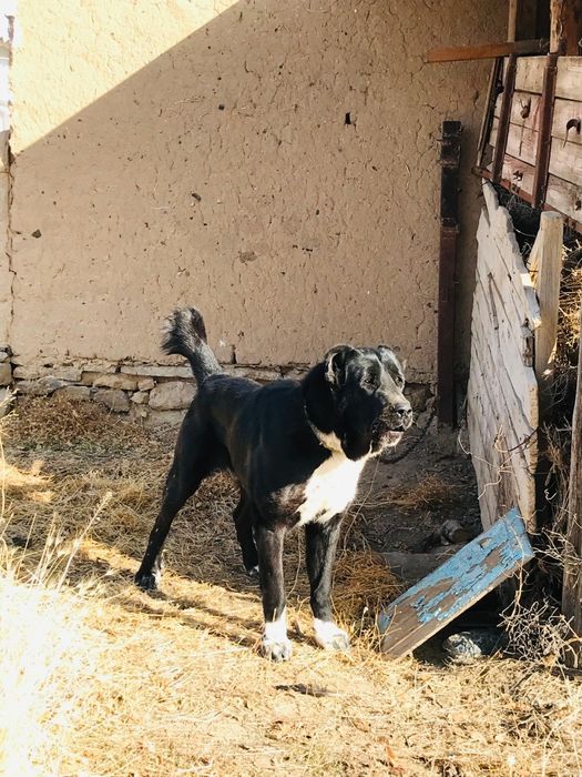 Алабаи ит төбет сроч