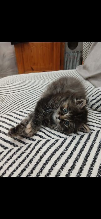 Бесплатно котенок