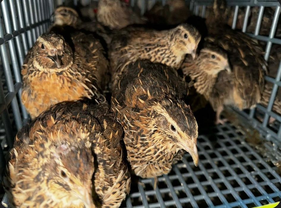 Яйца от пъдпъдъци за люпене и консумация