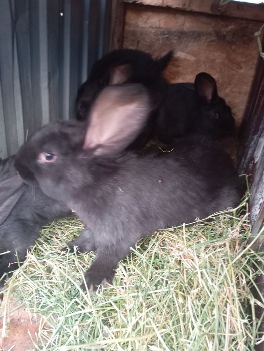 Продаются крольчата