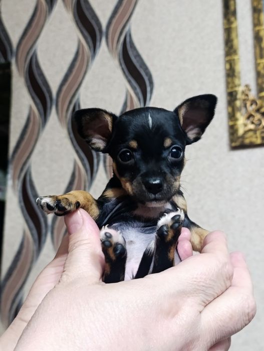 Русский Той терьер