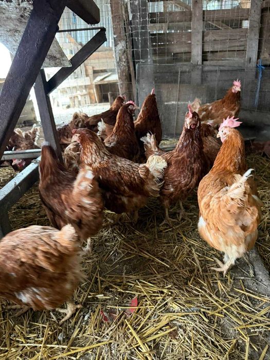 Vand puicute ouatore