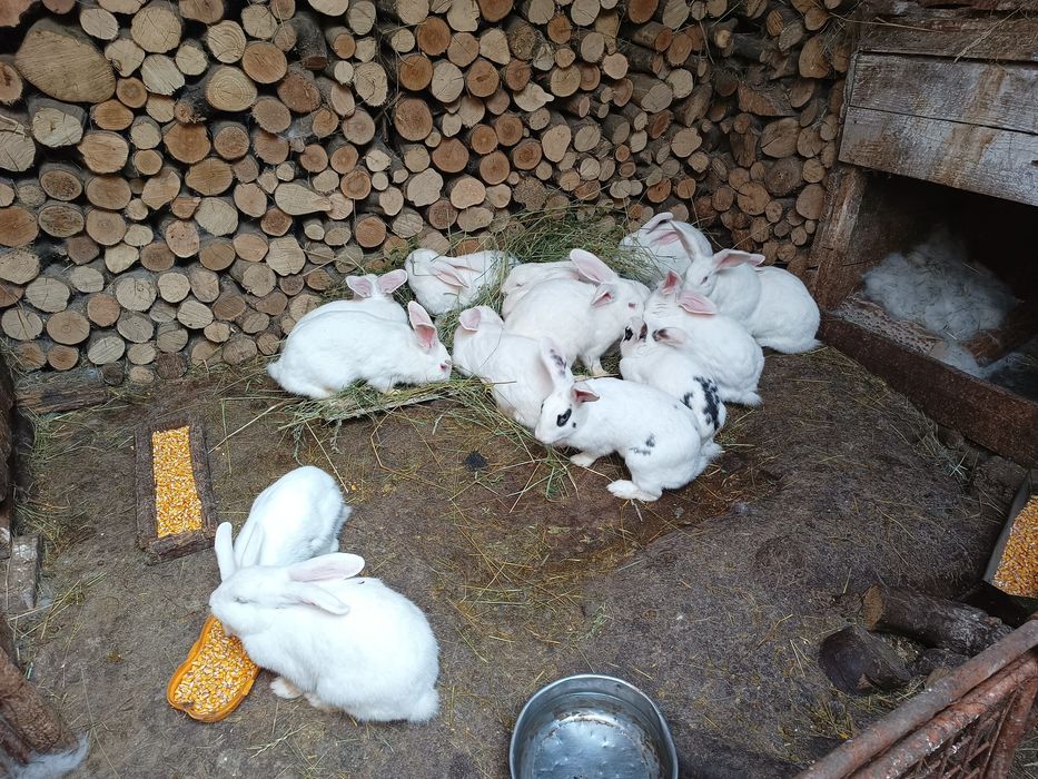 Iepuri maturi de vânzare la jumate de preț