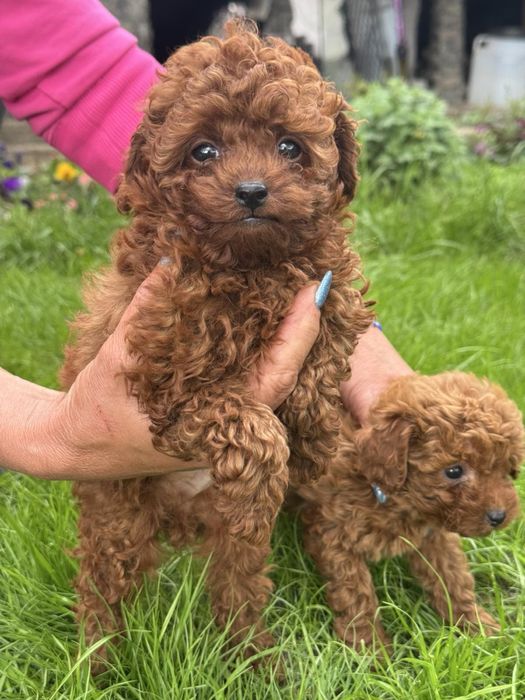 Пудел Той/Poodle Toy