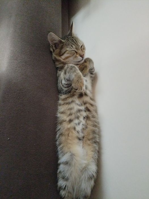 Отдам котенка бесплатно
