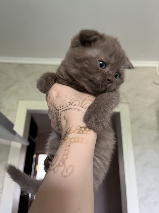 Продается шикарная шотландка