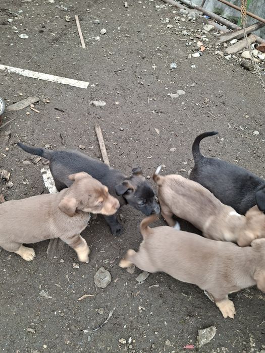 Donez  pui de sorecari