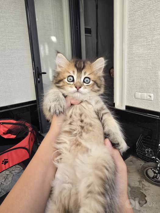 Продаётся котёнка. Британская серебристый шиншилла.