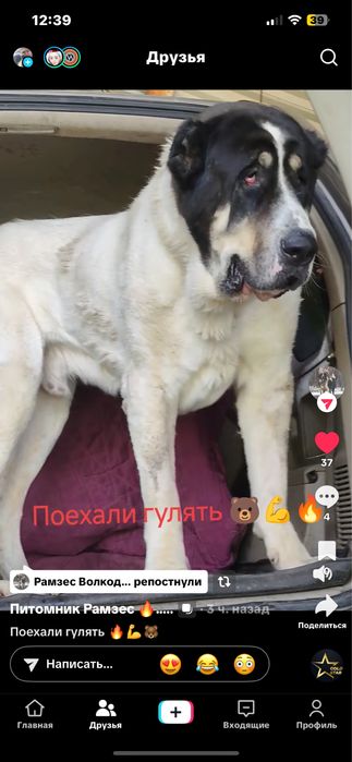 Супертяж девочка 3 мес