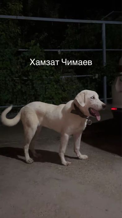 7айлық ұрғашы күшік