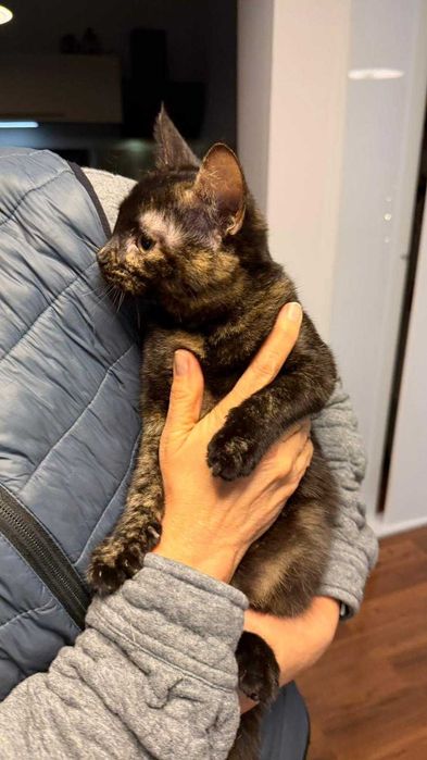 Pisica Calico de adoptat