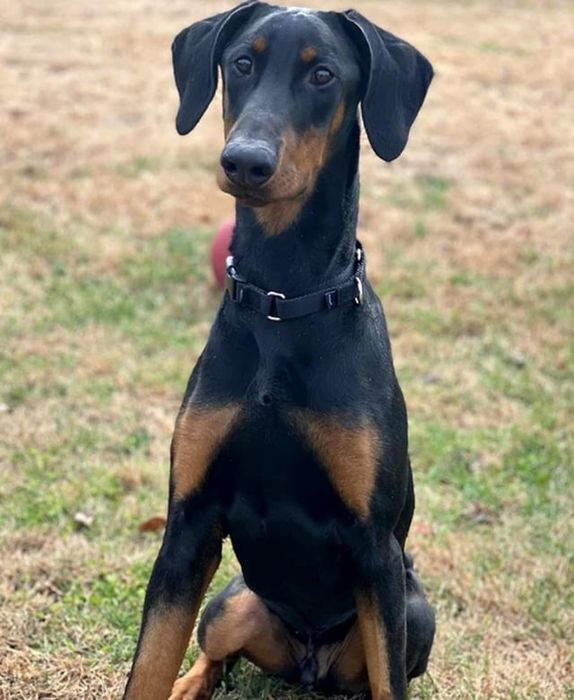 6 oylik doberman