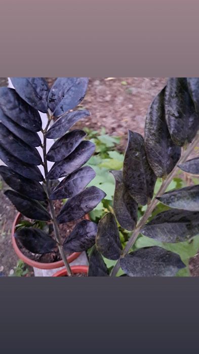 Домашние цветы Мырзакент