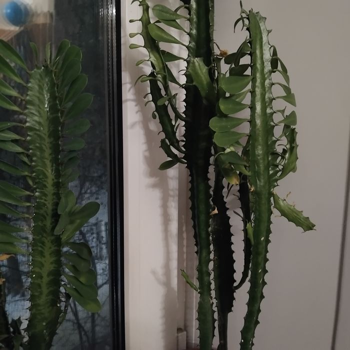 Цветы комнатные красивые