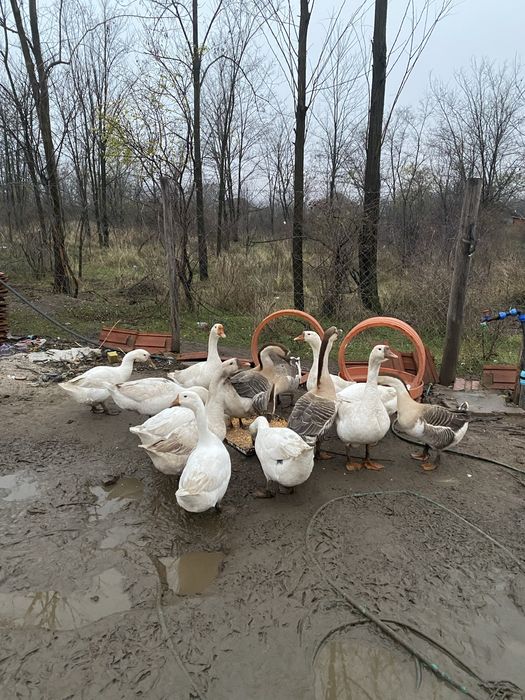 Dau la schimb gascani sau pereche pe 10 gaini ouatore
