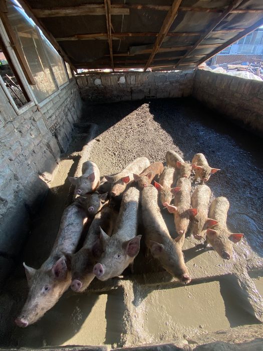 Продават се прасенца