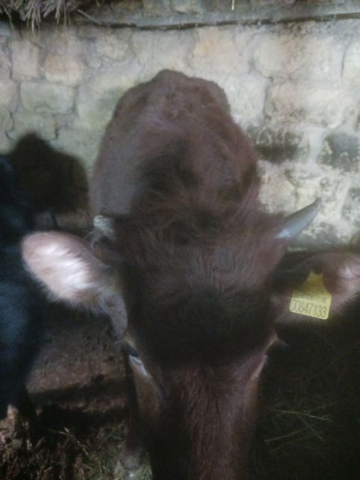 Продам тёлка стельная