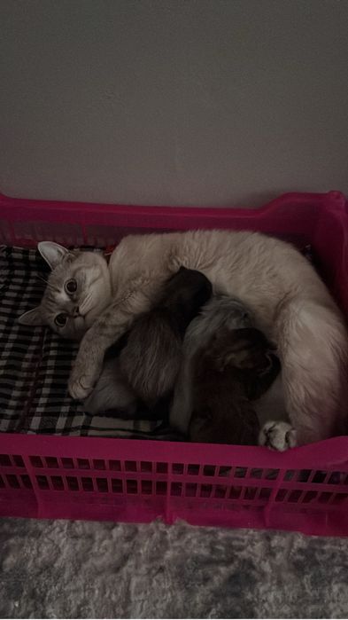 Шотландские котята