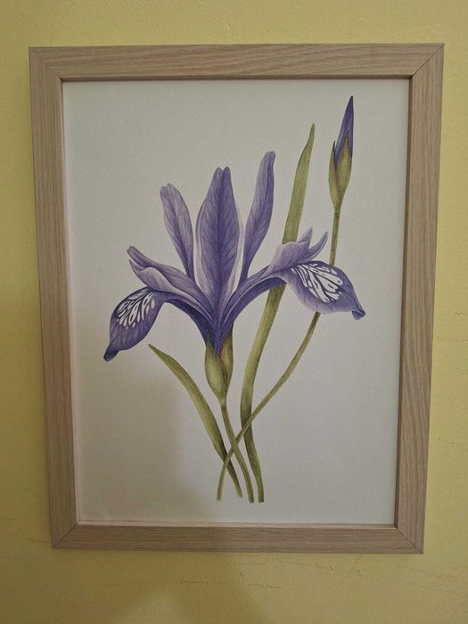 Tablou botanic "Iris"