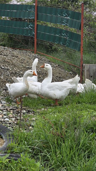Cauta alta casa ,primul venit primul servit!!