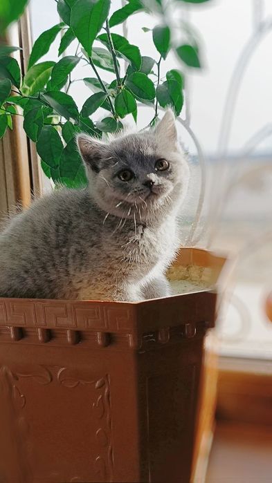 Продаётся кошечка скоттиш фолд