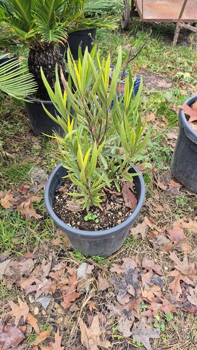 Leandru  copac la comanda