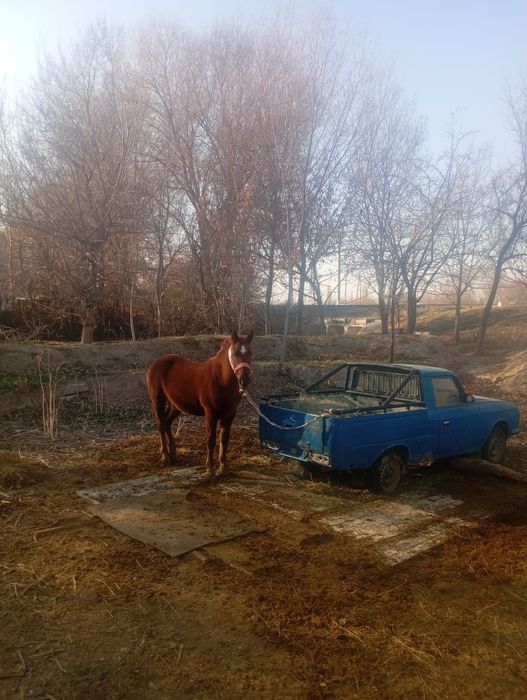 Байтал сатылады 2 жаста.