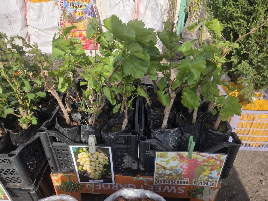 Рассада все вида!