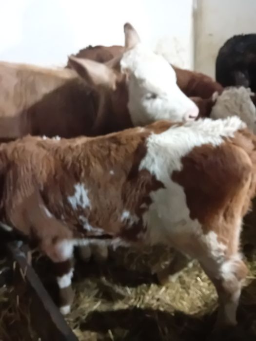 Taurasi și vitele baltati