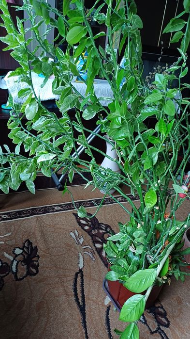 Комнатные цветы больших размеров