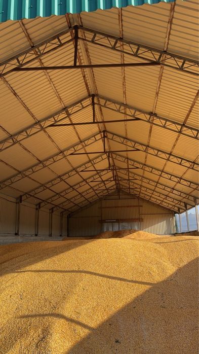 Porumb boabe, orice cantitate.