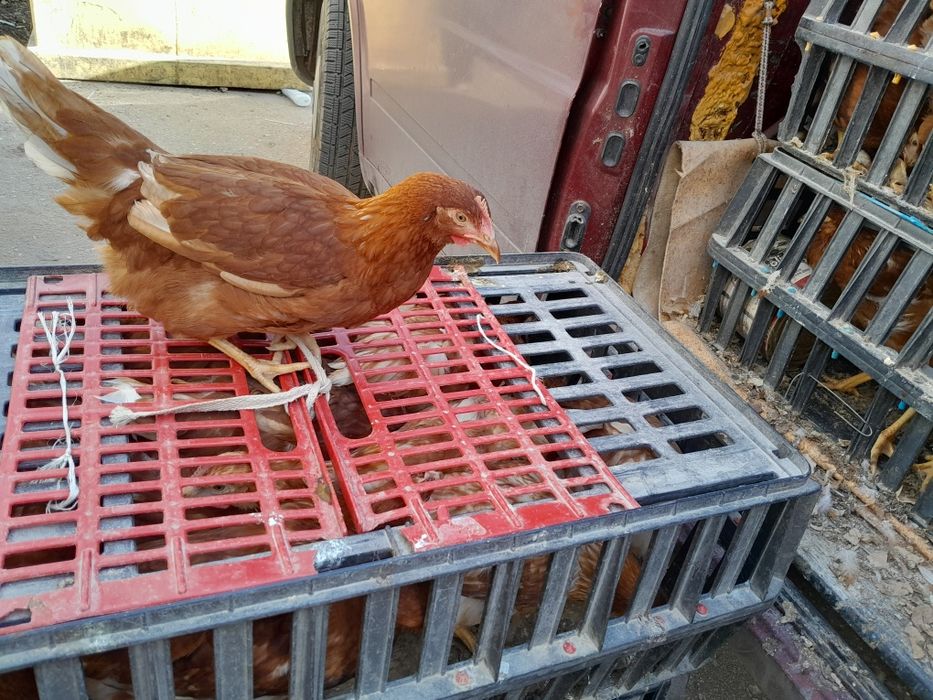 Ярки,Патки,Домашни кокошки,,Петли,Пилета кръстоска .