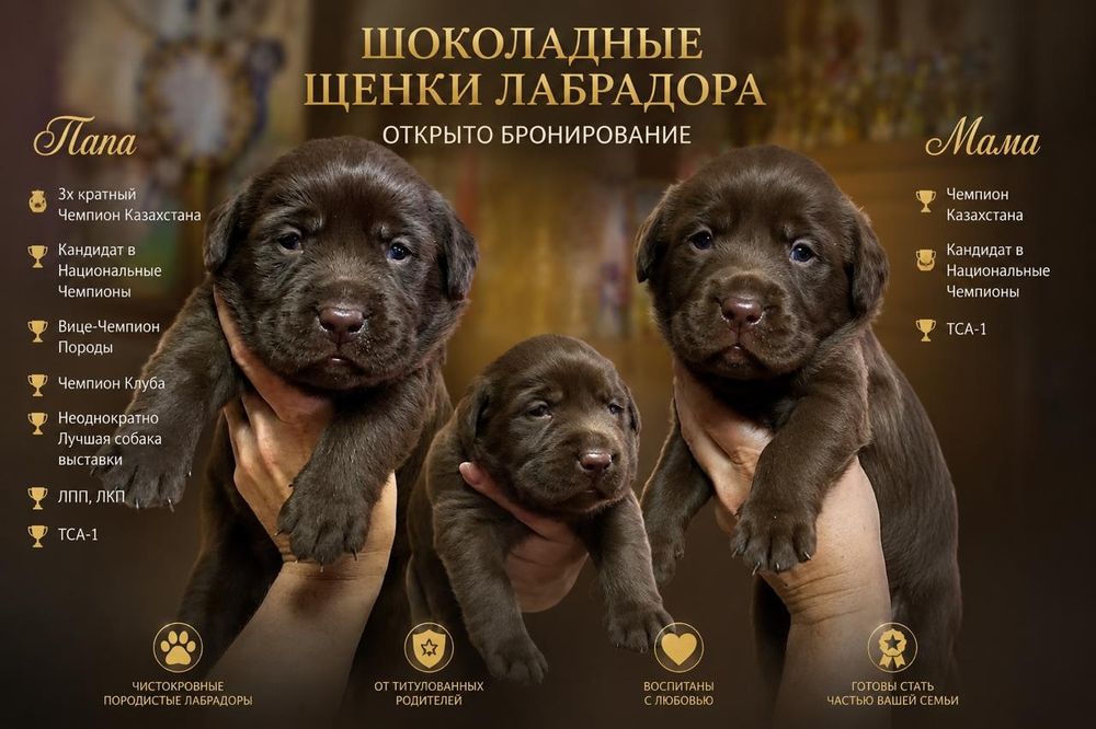 Щенки лабрадора ретривера