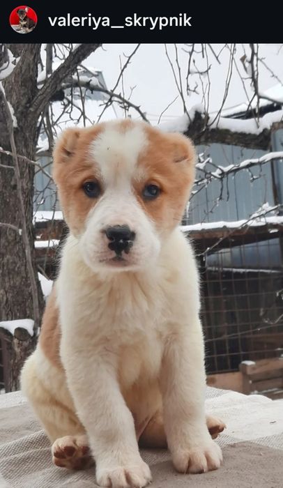 Породные щенки САО Алабай