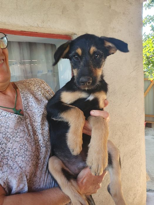 2 Căței pentru adopție