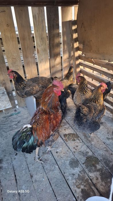 Осы кучинский ситцевый сатылады