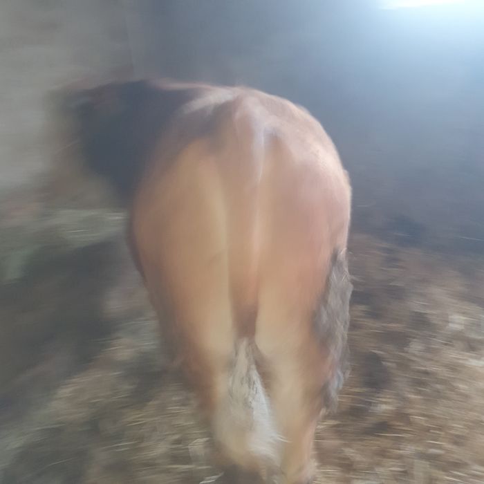 Vând vitel 11 luni