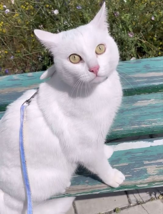 Отдам кота в добрые руки