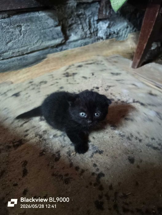 котята вислоухие