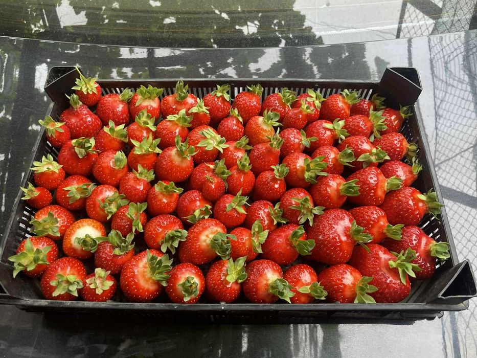 Качествен разсад – Малини и Ягоди Предлагам висококачествен