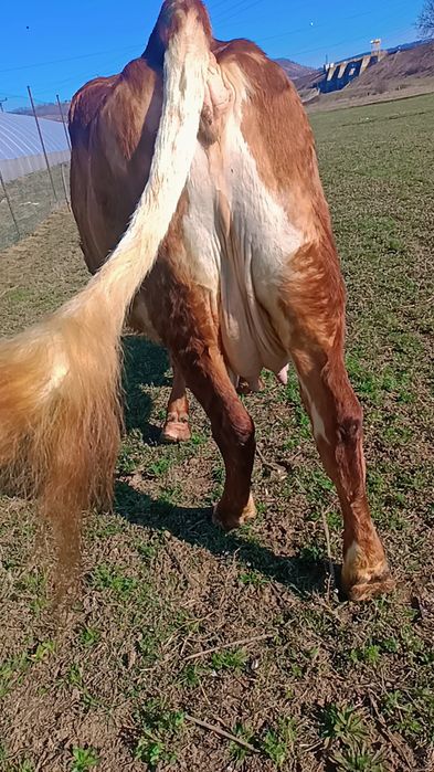 Vaca cu vitea belgă