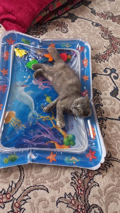 Скотиш фолд Мушук сотилади