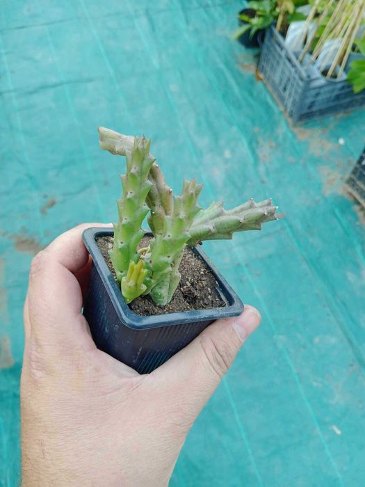 Стапелия (Stapelia) – Пиарантус и Вариагата