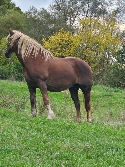 Vand iapa de 7 ani gestanta