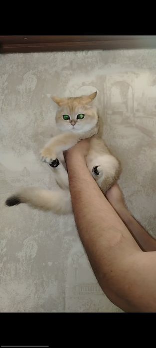 Zalatistiy shinshila QIZ
